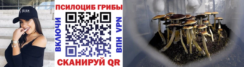 купить   Валуйки  кракен ссылки  Псилоцибиновые грибы Cubensis 